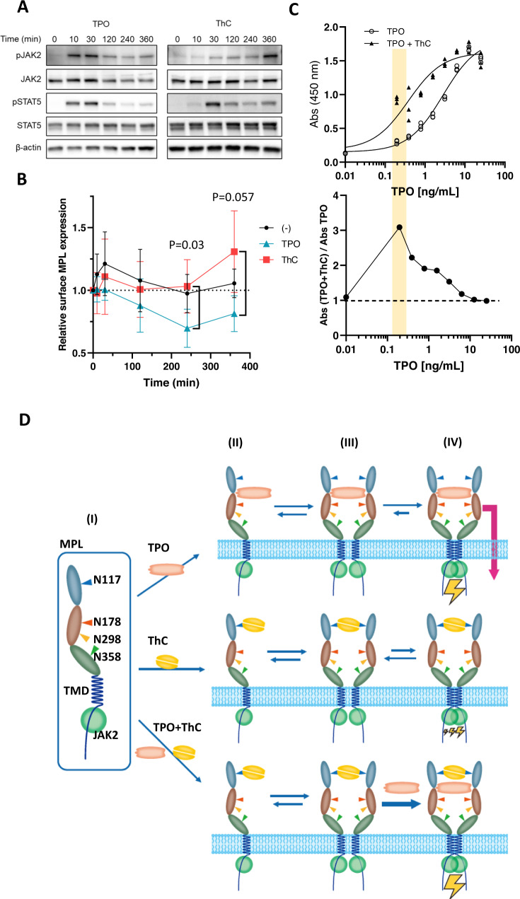 Differential processes of MPL activation.A Time-dependent activation of MPL-downstream molecules in Ba/F3-HuMpl cells treated with ThC (1 μg/mL) and TPO (3 ng/mL). Phosphorylation of STAT5 and AKT was monitored at the indicated times after the addition of an agonist. Three independent experiments were performed, and similar results were obtained (see source data file). B Relative amount of MPL on the cell surface 0, 10, 30, 120, 240, and 360 min after the addition of ThC (1 μg/mL) and TPO (3 ng/mL) was measured with three independent experiments, bars indicate mean ± SD. Relative surface MPL at 240 and 360 min between ThC and TPO differed significantly, with P = 0.030 and 0.057, respectively, two-tailed paired t-test. For immunoblot data, see Supplementary Fig. 20. C Synergistic effects observed in each combination of agonists in the Ba/F3-HuMpl cell proliferation assay. Concentration–response curves for tested agonists in the absence or presence of fixed subactivation concentrations of ThC (0.1 μg/mL) (upper trace). The ratios of absorptions with and without ThC (0.1 μg/mL) are plotted (lower trace). EC50 values for, with and without ThC are, 0.4 (95% CI of 0.2–0.7) and 2.8 (95% CI of 2.1–3.7) ng/mL, respectively. Non-liner fit variable slope with three parameters were used. D Proposed mechanisms of activation by two mechanistically discrete agonists, TPO and ThC: (I) Schematic depiction of MPL. Monomeric MPL has four N-glycosylation sites at N117, 178, 298, and 358; (II) ligand-bound monomeric state with each TPO and ThC; (III) ligand-bound nonactivated state; and (IV) dimeric signaling complexes.