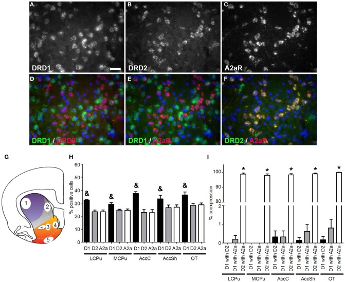 Coexpression of the adenosine 2a receptor with both DRD1 and DRD2. (A–F) Example of staining in the lateral caudate putamen (lCPu). Nuclei were stained using 4',6-diamidino-2-phenylindole (DAPI) (blue). Clear expression for the dopamine receptor D1 (DRD1) (A), the dopamine receptor D2 (DRD2) (B) and the adenosine 2a receptor (A2aR) (C). White bar, 25 μm. (D,E) Virtually no coexpression was found for DRD1 and DRD2 and for DRD1 and A2aR. (F) Clear coexpression was found for DRD2 and A2aR. (G) Quantification of expression and coexpression was performed in several regions of the striatum: 1 = lCPu, 2 = medial caudate putamen (mCPu), 3 = nucleus accumbens core (AccC), 4 = nucleus accumbens shell (AccSh), 5 = olfactory tubercle (OT). Picture adapted from Voorn et al. (2004). (H) Quantification of the expression of DRD1, DRD2 and A2aR. Bars represent the mean percentage (+s.e.m.) of DAPI stained nuclei that are positive for DRD1, DRD2 or A2aR, where “&” indicate a significant difference of p < 0.05 in the mean percentage of DRD1 positive cells compared to DRD2 positive cells (as determined by the Mann–Whitney U test). (I) Quantification of coexpression of DRD1, DRD2, and A2aR. Bars represent the mean percentage (+s.e.m.) of cells expressing DRD1 also expressing DRD2, the percentage of DRD1 expressing cells also expressing A2aR and the percentage of DRD2 expressing cells also expressing A2aR, where “*” indicates a significant difference of p ≤ 0.05 in the percentage of cells that coexpress DRD1 and A2aR compared to cells that coexpress DRD2 and A2aR (as determined by the Mann–Whitney U test).