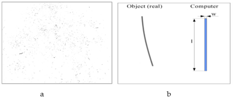 Sample of scanned kenaf SM300 fibers, 1200 dpi (a) and rectangle model of fibers (b).