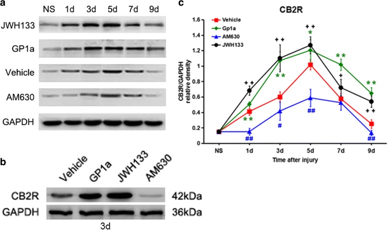 a and b Representative immunoblotting results and (c) semi-quantitative analysis of CB2R protein level at different posttraumatic intervals. + P < 0.05, ++ P < 0.01, JWH133 versus vehicle; * P < 0.05, ** P < 0.01, GP1a versus vehicle; # P < 0.05, ## P < 0.01, AM630 versus vehicle