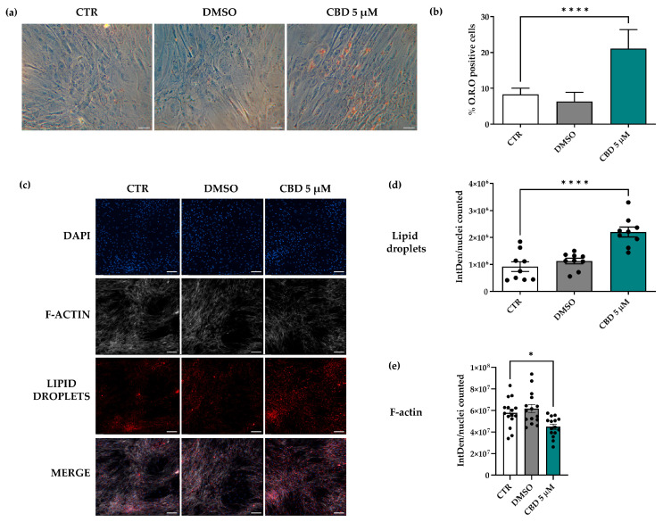 Evaluation of adipogenic potential of human adipose-derived stem cells (hASCs) treated with 5 μM cannabidiol (CBD) for 14 days. (a–e) hASCs were cultured for 14 days in standard medium (SM) in the absence (CTR) or in the presence of 5 µM CBD or 0.05% dimethyl sulfoxide (DMSO) (CBD vehicle). (a) Representative Oil Red O (O.R.O) staining images acquired using a Leica MC170 HD camera. Differentiated hASCs showed red-stained lipid vacuoles in the cytoplasm. Scale bars: 50 μm. (b) Histograms represent the mean percentage of O.R.O-positive cells manually counted ± standard deviation (SD); n = 3; **** p < 0.0001 vs. CTR. (c–e) Fluorescence analysis of lipid droplets and F-actin in hASCs. (c) Lipid droplet content (BODIPY, red signal) and actin expression (phalloidin, grey signal). Nuclei were stained with NucBlueTM (DAPI, blue signal). Images were acquired by a Nikon Eclipse Ti2-E inverted microscope (Nikon Instruments, Melville, NY, USA) and a DS-Qi2 digital sight camera using NIS-Elements imaging software advanced research version 5. (d,e) Histograms represent the means of Integrated Density (IntDen)/counted nuclei ± standard error of the mean (SEM); n = 3; * p < 0.05 and **** p < 0.0001 vs. CTR.