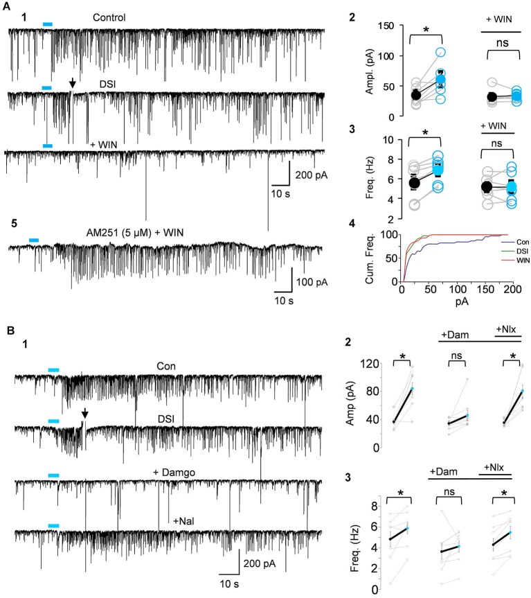 IPSCs triggered by light-induced ACh release arise from CB1R+ interneurons. (A1) Top two traces as in Panel Panel 3B; the CB1R agonist, WIN55212-2 (WIN) was then applied to the bathing solution of the same cell, and prevented the ability of ACh to induce repetitive IPSCs. (A2–A4) Group data showing that the increases in IPSC amplitudes (A2) or frequency (A3) or cumulative frequency (A4) induced by light in control solution (left graphs in A2,A3), were occluded in WIN-treated slices; i.e., that they arose from CB1R+ interneurons. (A5) Shows that pretreatment with the CB1R antagonist, AM251, prevented the ability of WIN to suppress the ACh-induced IPSCs. (B1) DSI-sensitive IPSCs induced by ACh release can also be reversibly suppressed by the μOR agonist, DAMGO, and recover when the μOR antagonist, naloxone, is applied. (B2,3) Show group data for experiments such as in (A). Physostigmine, 1 μM, and 4-AP, 5–20 μM, were present in the bathing solution. Figures taken from D. Nagode Ph.D. Thesis, at http://archive.hshsl.umaryland.edu/handle/10713/2315.