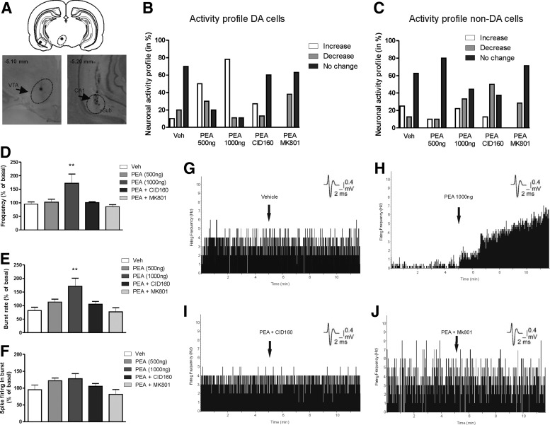 Effects of intra-vHipp PEA infusion on VTA neuronal activity. (A) Microphotographs and schematic reconstruction showing intra-VTA extracellular recording sites of presumptive VTA DA neurons combined with simultaneous microinfusions into the vHipp. (B) Population activity summary demonstrating proportions of sampled VTA DA neurons displaying relative increase, decrease, or no change in firing frequency relative to baseline. (C) Activity summary for sampled VTA non-DA, presumptive GABAergic neurons following intra-vHipp microinfusion treatments. Group summary showing all sampled VTA DA neurons changes from baseline following vHipp microinfusions for firing frequency (D), bursting rate (E), and average spikes per burst event (F). Sample neuronal firing rastergrams showing representative firing rate responses following intra-vHipp vehicle (G), PEA (1000 ng; 1 μg/0.5 μL) (H), PEA + CID (1 μg/0.5 μL) (I), or PEA + MK801 (1 μg/0.5 μL) (J), microinfusions. DA, dopamine; PEA, palmitoylethanolamide; Veh, vehicle; vHipp, ventral hippocampus; VTA, ventral tegmental area.