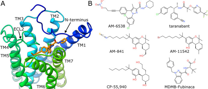 (A) CB1 binding site with bound AM-6538. Based on PDB ID: 5TGZ. (B) Structural formulas of six ligands present in CB1 structures deposited in the PDB. ECL2, extracellular loop 2; TM, transmembrane helix.