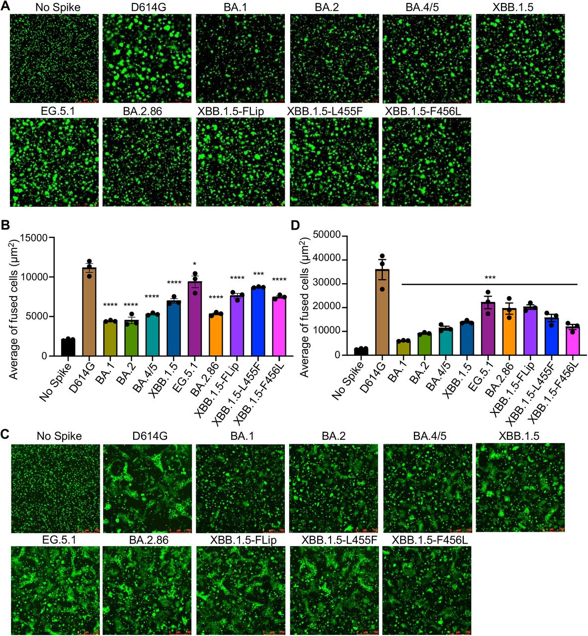 Cell-cell fusion of Omicron BA.2.86 and FLip subvariants.HEK293T cells were cotransfected with the indicated Spikes of interest and GFP plasmids, and were cocultured with HEK29T cells overexpressing human ACE2 (293T-ACE2) (A-B) or human lung epithelial CaLu-3 cells (C-D) for 24 hours. Cell-cell fusion was imaged and GFP areas of fused cells were quantified (see Methods). D614G and no S were included as positive and negative control, respectively. Comparisons in extents of cell-cell fusion for each Omicron subvariant were made against D614G. Bars in (B and D) represent means ± standard error. Dots represent three images from two biological replicates. Statistical significance relative to D614G was determined using a one-way repeated measures ANOVA with Bonferroni’s multiple testing correction (n=3). P values are displayed as ns p > 0.05, *p <0.05, ***p < 0.001, and ****p < 0.0001.
