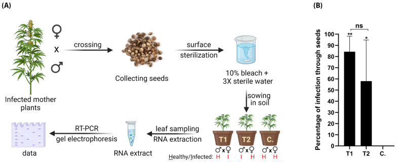 Vertical transmission of HLVd via hemp seeds. (A) Schematic diagram illustrating procedures for testing seed transmission. HLVd-infected hemp females crossed with pollen from healthy male hemp (T1), and healthy females crossed with HLVd-infected pollen (T2). Newly emerging plants were RT-PCR tested for HLVd. (B) Percentage of HLVd-positive plants emerged from 300 seeds in each treatment and a total of 100 seeds for the control (C.). Results were statistically analyzed using one-way ANOVA followed by Tukey’s post hoc HSD test. Values are the mean of three independent replicates (100 seeds/replicate) and vertical bars are the standard error means. Asterisks (** and *) denote significance between treatments and untreated control at p = 0.05. ns: not significant.