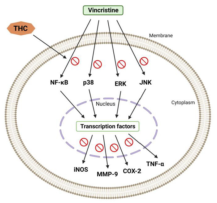Vincristine-induced peripheral neuropathy. THC-induced suppression of the nuclear factor kappa light chain enhancer of activated B cells (NF-κB), c-Jun N-terminal kinase (JNK), p38, extracellular signal-regulated kinase (ERK), inducible NO synthase (iNOS), cyclooxygenase 2 (COX-2), and matrix metalloproteinase (MMP-9).