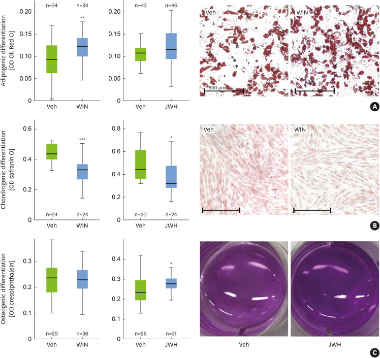 Influence of WIN55,212–2 and JWH-133 on (A) adipogenic, (B) chondrogenic, and (C) osteogenic differentiation of human PDLSCs. Following a 14-day incubation period, adipogenic and osteogenic differentiation were quantified by measuring the OD of Oil Red O and cresolphthalein staining, respectively. Chondrogenic differentiation was assessed using safranin O staining after 5 days. Representative photographs from the experiments demonstrate the significant impact of each compound on the respective differentiation assays. Box plots show the median values derived from the ODs, with the 25th and 75th percentiles as box boundaries. The number of experiments conducted for each treatment is indicated (n=3–4 donors). Statistical analyses were performed using the Mann-Whitney U test.PDLSC: periodontal ligament stem cell, OD: optical density, Veh: vehicle control.*P<0.05, **P<0.01, and ***P<0.001 vs. Veh.