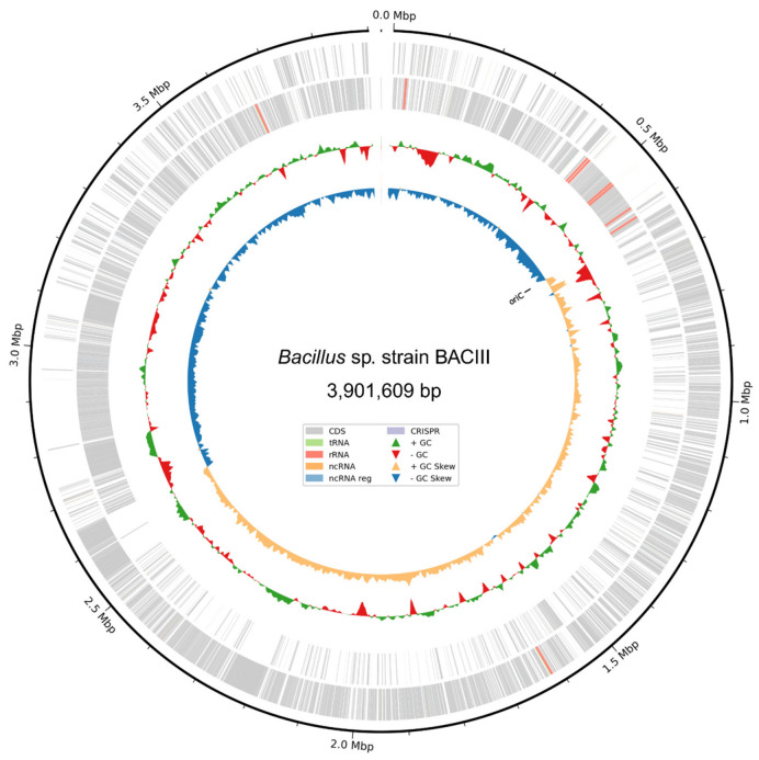 Circular representation of the Bacillus siamensis BACIII genome generated using the Bakta Web platform.