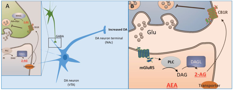 Modulation of neuronal activity by the endocannabinoid system. Endocannabinoids modulate neuronal activity as illustrated for dopamine (DA) neurons with cell bodies in the ventral tegmental area (VTA). CB1 receptors on GABAergic terminals (A) can facilitate dopaminergic activity through suppression of the inhibitory input onto the GABA receptors present on DA neurons, leading to an increase of DA release. Further, the activation of mGluR5 receptor by released glutamate (B) leads to the synthesis and release of 2-arachidonoylglycerol (2-AG), which then retrogradely activates CB1 receptors to inhibit additional glutamate release.