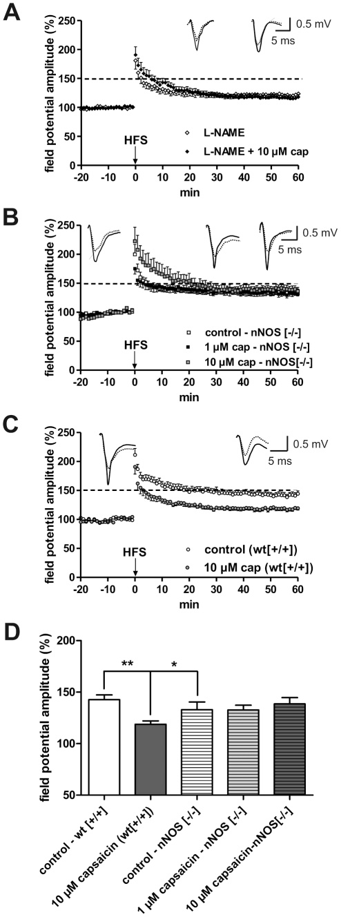 NO is involved in the mediation of the suppressive effect of capsaicin on LA-LTP.(A) The application of the unspecific NOS antagonist L-NAME caused a reduction of LA-LTP and blocked the capsaicin-induced suppression of LA-LTP. (B) In nNOS deficient mice the suppressive effect of capsaicin on LA-LTP is again absent. (C) In wild-type mice the decrease in LA-LTP induced by capsaicin was reproduced. Representative traces were recorded 5 min prior to tetanus (dashed lines) and 60 min after tetanus (solid lines) in the LA. (D) Bar histogram of data points averaged 57 to 60 min after HFS and normalized with respect to baseline (mean ± SEM). Significant differences are indicated. *p<0.05. Recordings were done in horizontal slices derived from adult mice.