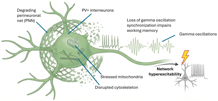 Parvalbumin fast-spiking interneurons (PV+) are vulnerable in AD, with several stressors including mitochondrial dysfunction, cytoskeletal disruption, and impaired signaling pathways that collectively compromise high-frequency inhibitory firing. Degradation or loss of perineuronal nets (PNNs), specialized extracellular matrix structures that stabilize synapses and protect PV interneurons from oxidative stress, further weakens inhibitory control, undermining gamma-band synchronization critical for working memory and cognitive integration. The resulting reduction in coordinated inhibition shifts cortical/hippocampal circuitry toward hyperexcitability and seizure susceptibility, linking microcircuit failure to network-level dysfunction.