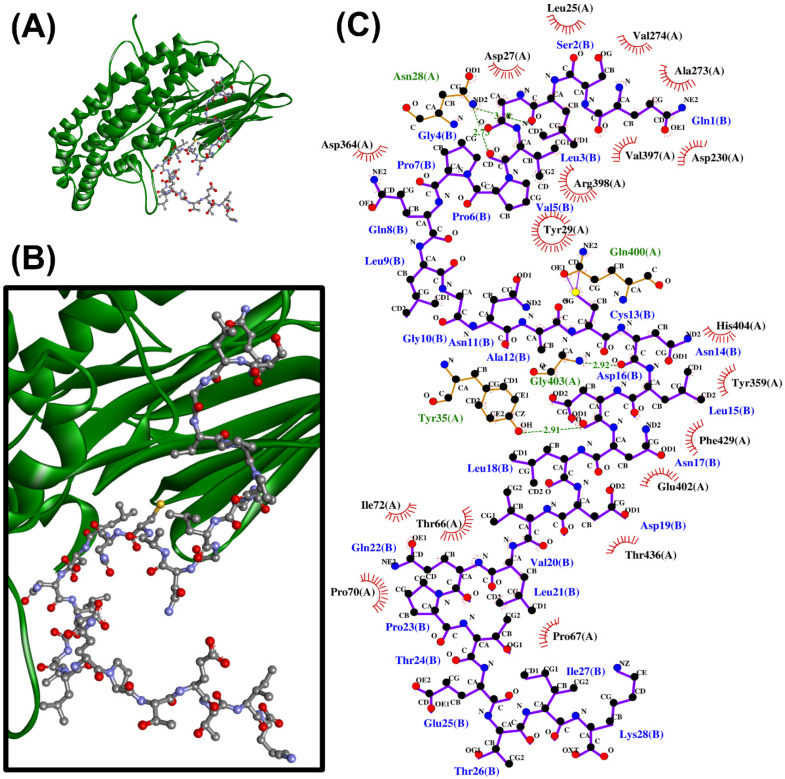 The QSLGVPPQLGNACNLDNLDVLQPTETIK-PirBvp docked model presented in 3D (A,B) and 2D (C) diagrams. In (A,B), PirBvp is shown in the cartoon in green; QSLGVPPQLGNACNLDNLDVLQPTETIK is presented in a ball-and-stick style. In the 2D diagram (C), the hydrophobic bonds, hydrogen bonds, and external bonds are displayed in red spoked arcs, green dashed lines, and purple lines, respectively.