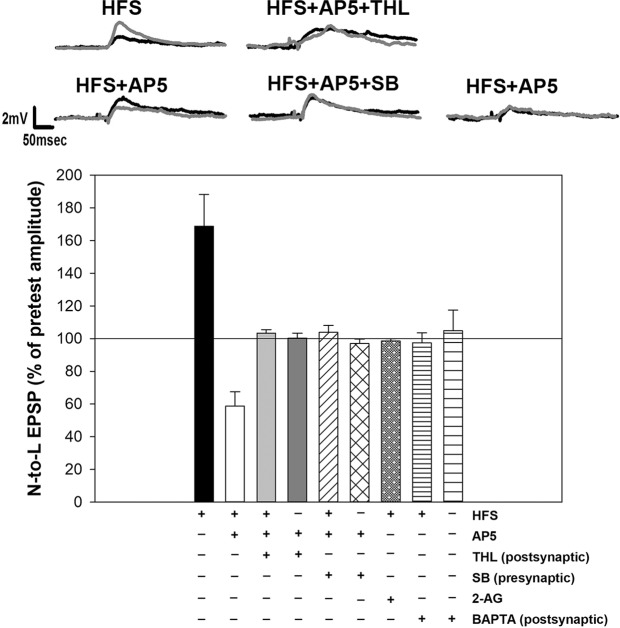 LTD observed in the HFS + AP5 conditions require endocannabinoid signaling. LTD was blocked in experiments where the HFS + AP5 treatment also included either injection of THL into the L motor neuron (HFS + AP5 + THL) or injection of SB366791 into the N cell (HFS + AP5 + SB). In experiments where HFS was omitted, neither AP5 + THL nor AP5 + SB produce any change in the N-to-L EPSP. In experiments in which HFS was delivered in the presence of 2-AG, no potentiation was observed, indicating that N cell synapses that received HFS were still sensitive to 2-AG. Postsynaptic injection of BAPTA prior to HFS prevented both LTP and LTD of the nociceptive synapses.