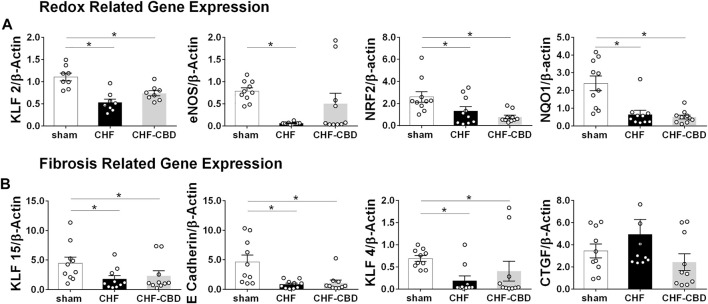 Effect of CHF and CBD on Redox and Fibrosis Related mRNA Expression in Renal Cortical Tissue. Panel (A) shows summary data from qRT-PCR assessing redox related mRNA expression in renal cortical tissue. KLF2, eNOS, NRF2, and NQO1 mRNA were significantly decreased in CHF compared to sham, however CBD did not restore expression of these genes. Panel (B) shows summary data from qRT-PCR assessing fibrosis related mRNA expression in renal cortical tissue. KLF15, E Cadherin, and KLF4 mRNA were significantly decreased in CHF compared to sham, and CBD did not restore expression of these genes. CTGF expression was not significantly different between groups. Results are expressed as mean ± SEM. n = 8–10 animals per group. *p < 0.05 via ANOVA or Kruskal Wallis with Sidak-Holm or Dunn’s multiple comparison tests, as appropriate. ANOVA: eNOS, KLF2. Kruskal Wallis: e Cadherin, KLF15, KLF4, NRF2, NQO1, CTGF.