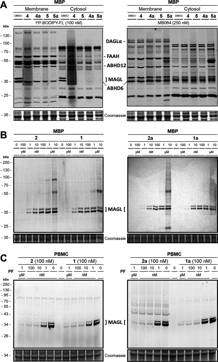 (A) Multiplex activity-based protein profiling (ABPP) assay was used to label various serine hydrolases in the membrane and cytosolic fraction of the mouse brain proteome (MBP). Two MAGL bands at approximately 35 kDa were selectively blocked by 1 μM of the respective reversible probes 4, 4a, 5, 5a. Both panels depict the same representative SDS-PAGE at the respective fluorescent channel settings. (B) Dose-dependent labeling of the two MAGL splicing variants in MBP with the four irreversible probes 2, 1, 2a, 1a. (C) Irreversible probes as MAGL-selective ABPP probes for target-occupancy assessment in patient-derived human peripheral blood monocytes (PBMCs) at 100 nM. The MAGL fluorescence signal was dose-dependent to MAGL inhibitor PF. Coomassie protein staining as a loading control.
