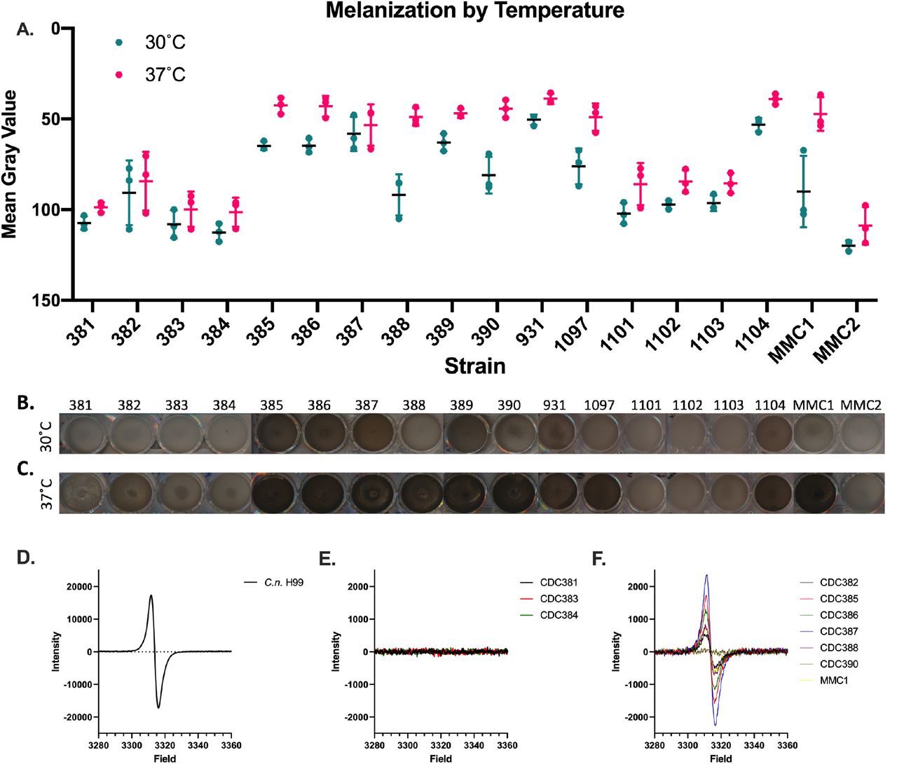 Candida auris produces melanin pigment in a strain and temperature-dependent manner.Melanization occurs in only some of the C. auris strains and the extent of melanization is variable. This melanization can be quantified (A). Melanization occurs less at 30°C (B) than at 37 °C (C), particularly for the melanizing strains CDC 388, CDC 390, and MMC1. Experiments were performed in three biological replicates. Panels (B) and (C) are representative images. (D-F) Electronic paramagnetic resonance (EPR) of melanin isolated from Cryptococcus neoformans (D), non-melanizing C. auris strains (E) and melanizing C. auris strains (F) grown in minimal media with L-DOPA. Error bars represent standard deviations from three independent experiments.
