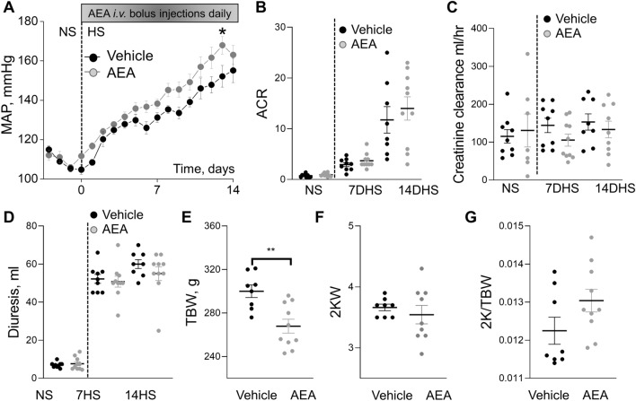 Effect of chronic treatment with a high dose of AEA (3 mg/kg) on the development of salt-induced hypertension in Dahl SS rats. (A) Changes in the mean arterial pressure (MAP) in SS rats following a change in a diet from a normal salt (NS, 0.4%; day 0) to a high salt (HS, 8% NaCl) and chronically treated with AEA at a dose 3 mg/kg (n = 10) or vehicle (n = 9) for 14 days. *P < 0.05. (B) Albumin/creatinine ratio (ACR, Alb/Cre, 24 h collection). (C) Creatinine clearance (creatinine urine concentration x urine flow / creatinine serum concentration). Diuresis (D), total body weight (TBW, E), 2 kidneys weight (2KW, F), and 2 kidneys to body weight ratio (2 K/TBW, G) changes in these groups. For the data sets, urine samples were collected for 24 h. n ≥ 7 rats per group. Data were analyzed using one-way ANOVA followed by Holm-Sidak post hoc test.