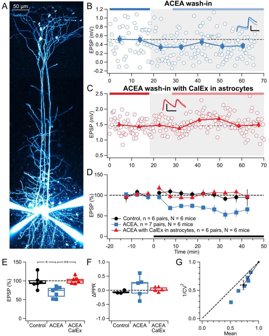 Astrocyte Ca2+ signaling is needed for eCB-mediated L5 PC → PC LTD.(A) Representative quadruple whole-cell patch recording used to probe monosynaptically connected L5 PC → PC connections in slices from control and CalEx-injected mice. Neurons were filled with Alexa 594.(B) Sample experiment showing a reduction in EPSP amplitude following ACEA wash-in (grey) in a control slice. Inset scale bars: 0.5 mV, 25 ms.(C) Sample experiment showing no EPSP reduction after ACEA wash-in (grey) in a slice with CalEx-expressing astrocytes. Inset scale bars: 1 mV, 25 ms.(D) Ensemble time course of normalized EPSP amplitudes, comparing control with no ACEA wash-in (black), ACEA wash-in in control slices (blue), and ACEA wash-in in CalEx expressing slices (red). Solid black line indicates the period of ACEA application.(E) Population data showed reduced EPSPs following ACEA wash-in in control slices (after/before Control 98 ± 7%, ACEA 70 ± 5%) but not in slices with astrocyte CalEx expression (101 ± 4%, ANOVA p < 0.01).(F) PPR did not detectably differ across groups (ΔPPR Control -0.06 ± 0.03, n = 3, ACEA 0.13 ± 0.2, n = 5, ACEA CalEx 0.02 ± 0.04, n = 5, ANOVA p = 0.6).(G) CV analysis of the ACEA group was consistent with presynaptic expression (φ = 11 ± 1°, Wilcoxon signed rank p < 0.05). In addition, 1⁄𝐶𝑉2norm was reduced (59 ± 8%, t-test p < 0.01, n = 6), indicating reduced release probability (Brock et al., 2020).