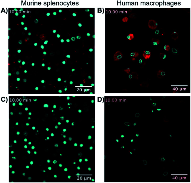 Super resolution fluorescence microscopy in native cells using probe 8-SiR. Time-lapse confocal microscopy frames with 8-SiR in murine splenocytes (A and C) and human macrophages (B and D). Cells were pre-stained with Hoechst 33342 (cyan) to counter stain the nuclei and incubated for 10 min with 0.4 μM 8-SiR (A and B) or 0.6 μM 8-SiR and 4 μM JWH133 (C and D). See also ESI Videos S3 to S7.†