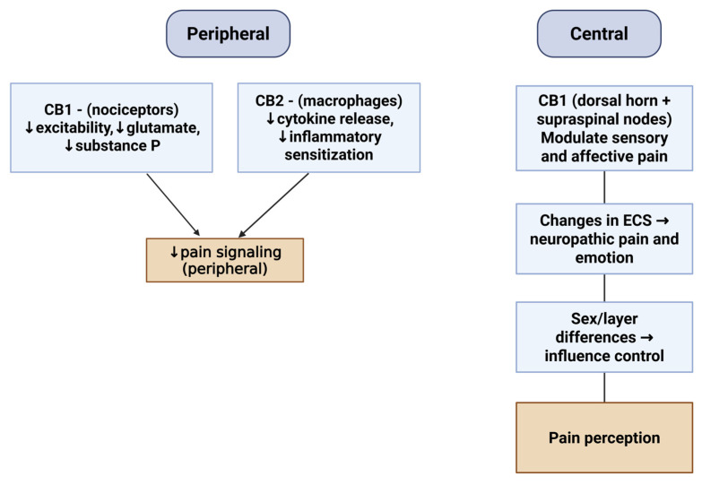 Central and peripheral mechanisms of pain modulation mediated by the endocannabinoid system. Created in BioRender online application, available at https://app.biorender.com/ (accessed on 28 August 2025).