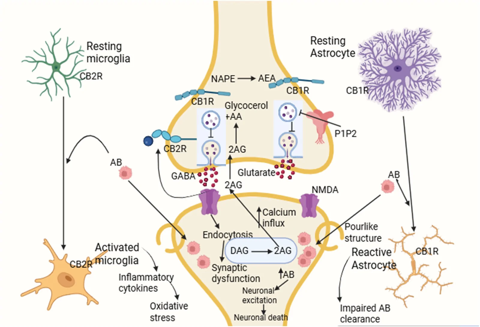Diagrammatic illustration of the potential pathophysiology of AD by taking ECS, highlighting numerous facets of microglia and astrocytes and how they become activated when encountering Aβ plaques.