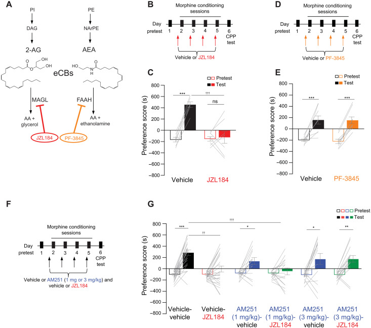 JZL184 attenuates morphine preference via CB1Rs.(A) eCB hydrolysis mechanism targeted by JZL184 and PF-385. (B) Timeline of morphine CPP and vehicle or JZL184 pretreatment. PI, phosphatidylinositol; DAG, diacylglycerol; PI, phosphatidylethanolamine; NAPE, N-arachidonoyl phosphatidylethanolamine; AA, arachidonic acid. (C) JZL184 abolished morphine CPP [two-way analysis of variance (ANOVA), significant interaction (treatment × day), F1,26 = 19.77, P = 0.0001; post hoc: vehicle: test versus pretest, ***P < 0.001; JZL184: test versus pretest, P > 0.9999; test: vehicle versus JZL184, †††P < 0.001; vehicle, N = 7; JZL184, N = 8]. (D) Timeline of morphine CPP and vehicle or PF-3845 pretreatment. (E) PF-3845 had no effect (two-way ANOVA, main effect of day, F1,32 = 48.49, P < 0.0001; post hoc: vehicle: test versus pretest, ***P < 0.001; PF-3845: test versus pretest, ***P = 0.001; vehicle, N = 9; PF-3845, N = 9). (F) Timeline of morphine CPP and AM251 and/or JZL184 pretreatment. (G) AM251 (3 mg/kg) before JZL184 counteracted JZL184 effects on morphine CPP {three-way ANOVA, significant interaction [AM251 (3 mg/kg): AM251 × days × JZL184, F1,78 = 5.159, P = 0.0259; post hoc: vehicle-vehicle: test versus pretest, ***P < 0.001; vehicle-JZL184: test versus pretest, P > 0.9999; AM251-vehicle: test versus pretest, **P = 0.0053; AM251-JZL184: test versus pretest, **P = 0.0025; test: vehicle-vehicle versus vehicle-JZL184, †††P < 0.001]; three-way ANOVA, significant interaction [AM251 (1 mg/kg): AM251 × days, F1,78 = 4.131, P = 0.0456, JZL184 × days, F1,77 = 16.58, ***P =0.0001; post hoc: vehicle-vehicle: test versus pretest, ***P < 0.001; vehicle-JZL184: test versus pretest, P > 0.9999; AM251-vehicle: test versus pretest, *P = 0.0450; AM251-JZL184: test versus pretest, P > 0.9999; test: vehicle-vehicle versus vehicle-JZL184, †††P < 0.001; test: vehicle-vehicle versus AM251-JZL184, †††P < 0.001]; vehicle-vehicle, N = 24; vehicle-JZL184, N = 26; AM251 [3 mg/kg]–vehicle, N = 15; AM251 [3 mg/kg]–JZL184, N = 17; AM251 [1 mg/kg]–vehicle, N = 15; AM251 [1 mg/kg]–JZL184, N = 16}. Error bars ± SEM. ns, not significant.