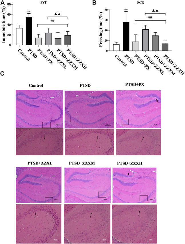 Effect of ZZX on FST, FCR, and pathological changes in hippocampus CA1 region of mice. (A) Immobile time in the FST; (B) freezing time in the FCR; (C) hematoxylin–eosin (HE) staining (magnification: ×200, above; magnification: ×400, below). Values are expressed as (mean ± SEM, n = 10–15). *p < 0.05, **p < 0.01 vs control group. # p < 0.05, ## p < 0.01 vs PTSD group. ▲p < 0.05, ▲▲p < 0.01 vs ZZXM group.