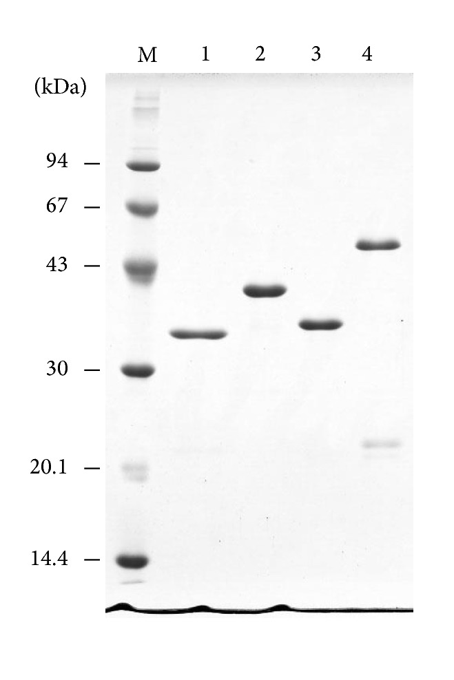 SDS-polyacrylamide gel showing the molecular masses of the various collagen-binding bFGF proteins. GST-fusion proteins of collagen-binding bFGF (CB-bFGFs) were produced using pGEX-4T vectors. The proteins were purified by glutathione affinity chromatography, and the GST moiety was cleaved off using thrombin proteinase. CB-bFGFs were isolated using a Heparin-Sepharose column and the proteins (1 μg each) were analyzed by SDS-polyacrylamide gel electrophoresis (15% gel). M, molecular mass marker; 1, bFGF-s3 (calculated mass, 30,920.37); 2, bFGF-s2b-s3 (calculated mass, 41,516.07); 3, bFGF-s3b (calculated mass, 30,925.34); and 4, bFGF-s3a-s3b (calculated mass, 44,193.58). Numbers on the left indicate molecular mass (kDa) according to the molecular marker.