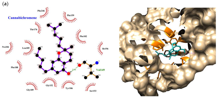 Binding interactions of ligands with GPR55. (a) CBC, (b) OSI, (c) P, (d) CBG, (e) CBDA, (f) THC, (g) CBD, (h) BCP. Hydrophobic interactions are observed with residues such as Phe102, Phe159, and Leu148 for ligands like CBC, CBG, CBD, THC, OSI, P, and BCP. Hydrogen bonds are formed between specific residues and ligands like CBC, OSI, THC, and CBDA. Ligands such as P, CBG, CBD, and BCP primarily interact through hydrophobic contacts.