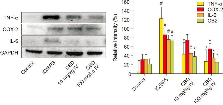 Western blot analysis and densitometric quantification of TNF-α, COX-2, and IL-6 expression in rat bladder tissues from the control, IC/BPS, CBD 10 mg/kg, and CBD 100 mg/kg groups. Expression levels were normalized to GAPDH. Data are expressed as mean±standard deviation. TNF-α: tumor necrosis factor-alpha, IL: interleukin, IC/BPS: interstitial cystitis/bladder pain syndrome, CBD: cannabidiol. *p<0.05 compared with the IC/BPS group; #p<0.05 compared with the control group.