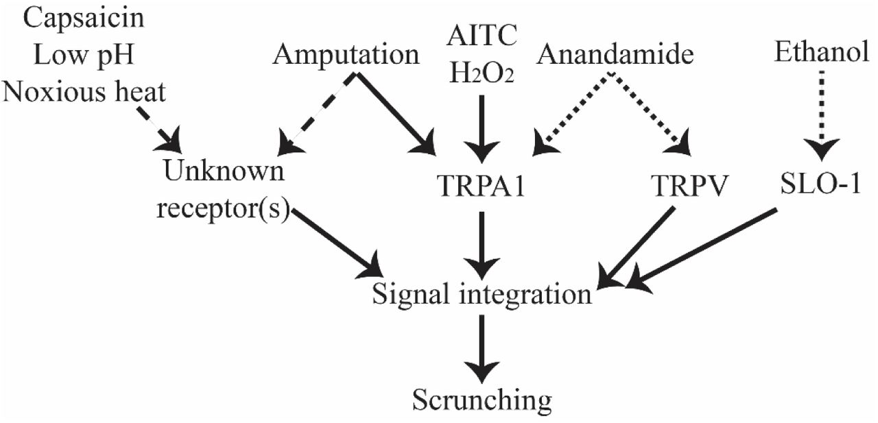 Overview of our current understanding of mediators of scrunching induction.Solid lines indicate that direct connections have been experimentally shown. Dotted lines indicate inducers which were only found to induce scrunching in one of the two species. Dashed lines are hypothesized connections.