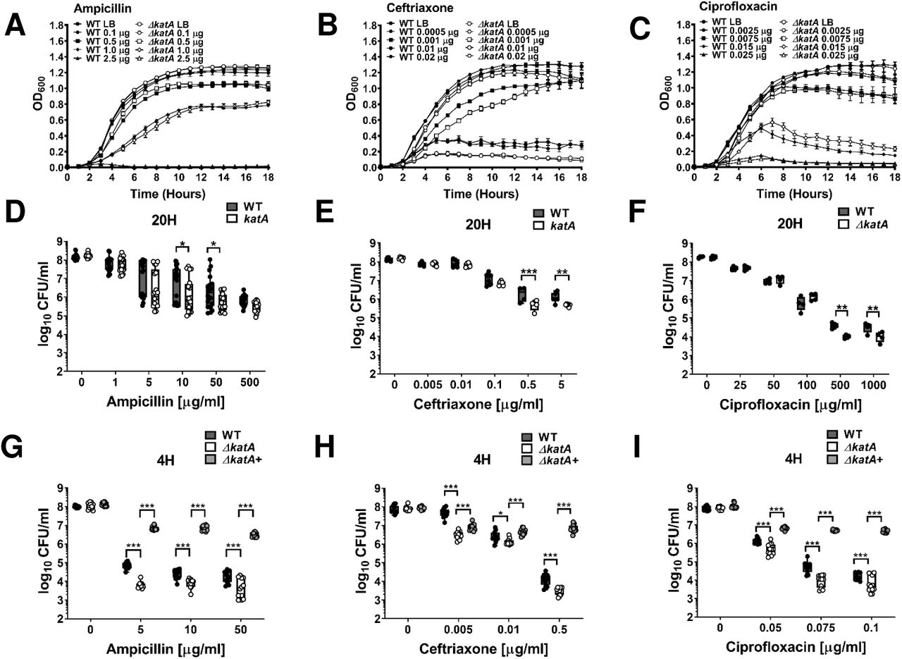 ΔkatA biofilms exhibit increased antibiotic susceptibility.(A-C) Growth at 37°C was assessed by measurement of OD600 at hourly intervals for 18 hours for WT (black symbols) and ΔkatA (white symbols) in the presence of increasing concentrations (µg/ml) of (A) ampicillin, (B) ceftriaxone, or (C) ciprofloxacin. Error bars represent mean ± standard deviation (SD) for 6 technical replicates, and graphs are representative of at least 3 independent experiments. Data were analyzed by two-way ANOVA with Tukey’s test for multiple comparisons. (D-I) Biofilms were established by WT and ΔkatA for 20 h (D-F) or 4 h (G-I), followed by treatment with increasing concentrations of ampicillin (D and G), ceftriaxone (E and H), or ciprofloxacin (F and I) for an additional 20 h period. Each black (WT), white (ΔkatA), and light gray (katA+ bovine catalase) circle represents the CFU/ml recovered from an individual biofilm, and box and whisker plots display combined results from at least 3 independent experiments with at least 3 technical replicates each. * P<0.05, ** P<0.01, ***P<.001 by two-way ANOVA with Sidak’s test for multiple comparisons.
