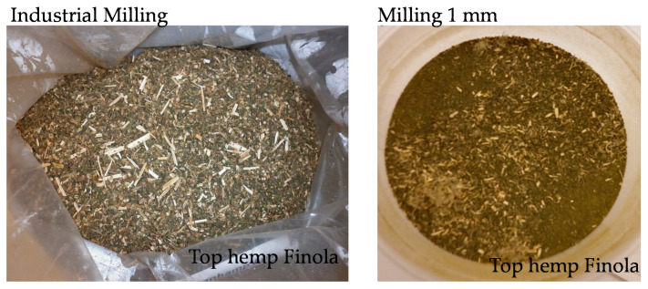 Examples of milled hemp. Top hemp, Cannabis sativa L. variety Finola was milled by means of industrial milling and subsequently further milled to pass through a 1-mm screen and homogenized.