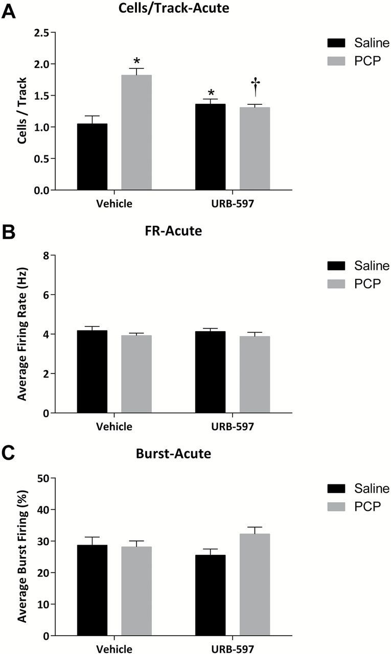Acute URB-597 reverses aberrant dopamine neuron activity in the PCP-treated rat. (A) PCP-treated rats display increases in dopamine neuron population activity, which are reversed by systemic URB-597 administration. No changes in the average firing rate (B) or average percent burst firing (C) were observed. *significant difference from vehicle-treated saline rats; †significant difference from vehicle-treated PCP rats (two-way ANOVA).