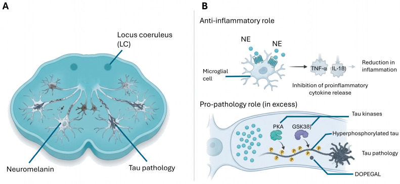 (A) Progressive degeneration of noradrenergic neurons that project from locus coeruleus (LC) to cortex/hippocampus and regulate attention, arousal, and stress responses, due to tau pathology. (B) Physiological norepinephrine (NE) can suppress microglial pro-inflammatory cytokine release and constrain neuroinflammation, whereas excessive/prolonged NE exposure may promote tau pathology via kinase activation (e.g., PKA, GSK3β) and toxic catsecholaldehyde metabolism (e.g., DOPEGAL), thereby accelerating neurodegeneration. Early LC pathology can simultaneously remove an anti-inflammatory neuromodulator and create conditions that facilitate tau propagation.