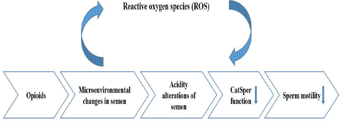 Microenvironmental changes in the genital tract of opioid addicts can lead to seminal pH alteration, and genetic abnormality in spermatozoa affect sperm cell motility
