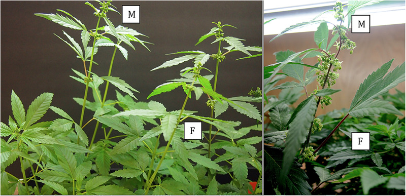 Comparative growth of male (M) and female (F) plants of C. sativa strain “Blue Deity,” showing the more rapid growth of male plants to achieve taller slender plants that shed pollen onto shorter slower developing female plants. Plants originated from one seed batch produced from cross-fertilization that yielded male and female plants in approximately equal ratios. Seeds were planted at the same time and grown under a 24 h photoperiod for 4 weeks.