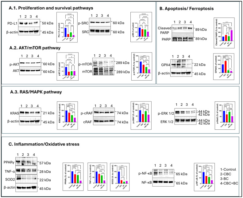 CBC and BC combination modulates survival, inflammatory, and apoptotic signaling in MDA-MB-468 cells. MDA-MB-468 cells were treated with CBC, BC, and combination (CBC + BC) for 48 h. (A.1–A.3) Western blot analysis of proliferation and survival signaling proteins, including PD-L1, p-AKT, and p-ERK1/2. (B) Expression of apoptotic marker cleaved PARP following single and combination treatments, as well as ferroptosis marker GPX4. (C) Analysis of inflammatory and oxidative stress signaling proteins, including PPARγ, TNF-α, and p-NF-κB. β-Actin was used as a loading control for all blots. Representative immunoblots are shown alongside corresponding densitometric quantification expressed as bar graphs. Data represent mean ± SD from independent experiments. Statistical significance was determined using one-way ANOVA followed by Tukey’s post hoc test (* p < 0.05, ** p < 0.01, *** p < 0.001, **** p < 0.0001). Combination treatment (CBC + BC) shows enhanced modulation of key signaling and apoptotic proteins compared to individual treatments.
