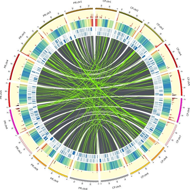 Circos plot showing, from center outwards, homologous regions (grey) and interchromosomal translocations (green), both filtered above 25 kb, contig boundaries (blue), gene density (heatmap, where red is high and blue is low), and NLRs (red) and TPS (purple).