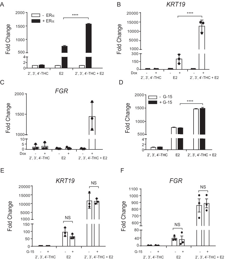 The effect of E2 and the 2′,3′,4′-THC/E2 combination on transcription are ERα-dependent. A U2OS cells were transfected with NKG2E-TK-Luc without or with an expression vector for ERα. The cells were treated with 10 nM E2, 5 μM 2′,3′,4′-THC alone or in combination for 24 h and then luciferase activity was measured. B, C U2OS-ERα cells were maintained in the absence or presence of 1 µg/ml doxycycline to induce ERα for 24 h and then were treated with 10 nM E2, 5 μM 2′,3′,4′-THC alone or in combination for 24 h. B KRT19 and C FGR mRNA levels were measured by qRT-PCR. GAPDH was used as a reference gene to calculate fold change. D The GPER1 antagonist G-15 had no effect on the activation of NKG2E-TK-Luc. U2OS cells were transfected with NKG2E-TK-Luc and an expression vector for ERα. The cells were treated with 10 nM E2, 5 μM 2′,3′,4′-THC alone or in combination for 24 h in the absence and presence of 1 μM G-15, and then luciferase activity was measured. E, F U2OS-ERα cells were treated with 10 nM E2, 5 μM 2′,3′,4′-THC alone or in combination for 24 h in the absence and presence of 1 μM G-15. E KRT19 and F FGR mRNA levels were measured by qRT-PCR. The data are mean of triplicate samples ± SD. The statistical significance was determined by one-way ANOVA followed by Tukey’s multiple comparisons post hoc test
