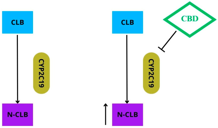 Clobazam (CLB) is biotransformed into active metabolite N-desmethylclobazam (N-CLB) via cytochrome CYP2C19. CBD inhibits the function of the cytochrome CYP2C19; thus, concentration of N-CLB increases.