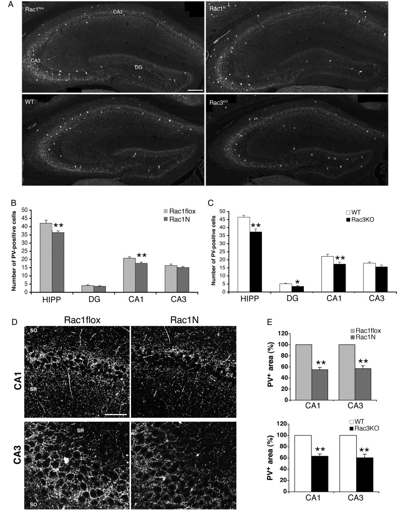 Reduced number of hippocampal PV-positive interneurons in Rac1N and Rac3KO mice. (A) Immunofluorescence to detect PV-positive cells in the hippocampus of single adult KO mice and their respective control littermates (Rac1flox, WT). DG, dentate gyrus. Scale bar: 200 μm. (B,C) Quantification of the number of PV-positive neurons per section of hippocampus from Rac1N, Rac3KO and control littermates. Graph bars are normalized means ± SEM (n = 25–40 sections from 3–5 mice/genotype). *P < 0.05; **P < 0.005. (D) Confocal images of PV staining in the CA1 and CA3 of the hippocampus of mutant (Rac1N) and control (Rac1flox) adult mice. SO, stratum oriens; SP, stratum pyramidale; SR, stratum radiatum. Scale bars, 50 µm. (E) Quantification of the area occupied by the signal for PV in the stratum pyramidale of Rac1N versus Rac1flox, and Rac3KO versus WT littermates, respectively. Bars are normalized means ± SEM of the PV-positive area measured in the SP of hippocampal CA1 and CA3 regions (CA1: n = 33–38 fields; CA3: n = 16–27 fields; 3–4 mice/genotype). **P < 0.005.