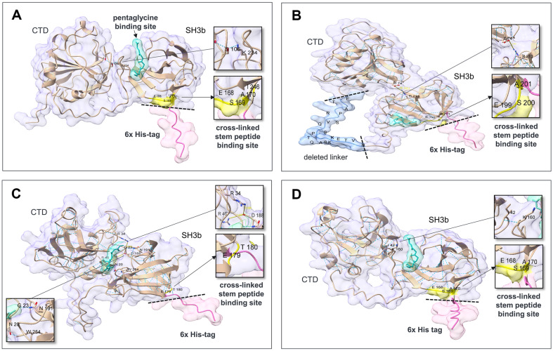 Effects of His-tags on the structures of lysostaphin and chimeric lysins.Structure and interdomain interactions were predicted for (A) Lsp-His, which formed a hydrogen bond between S106 and K234; (B) ClyC-His, which formed an electrostatic bond between D74 and R213 (6.321 Å); (C) ClyO-His, which formed a hydrogen bond between N20 and W254 and electrostatic bonds between R34 and D188 (8.086 Å) and R46 (7.975 Å); and (D) Lsp-ClyCSH3-His, which formed a hydrogen bond between I42 and K160. All the structures were predicted with AlphaFold2. The interaction between the cell wall-binding domain and pentaglycine was predicted with HPEPDOCK 2.0, with pentaglycine shown in green. The crosslinked stem peptide binding site and the region adjacent to the His-tag are colored in yellow. The His-tag located at the Cterminus of each protein is highlighted in pink. The dotted lines indicate the sites where the His-tags were removed.