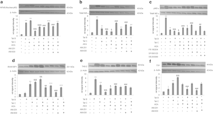 Tat B and Tat C differentially affect NF-kB signalling. Nuclear NF-κB significantly increased on transfection with Tat B or Tat C. Addition of AEA significantly reduced the expression of nuclear NF-κB levels. Addition of CB1/2 blockers reversed the effect of AEA on Tat B/C transfected cells (a). Phosphorylated IκB increased enormously on transfection of Tat B. On transfection with Tat C, pIkB expression showed mild increase. AEA on Tat B cells reduced the expression of pIκB. Nominal down regulation of pIκB was seen in Tat C cells with AEA. Incubation with CB blockers partially reverses AEA effect (b). Inhibition with MAPK blockers significantly reduced Tat B + AEA effect on pIκB. In Tat C + AEA cells, significant reversal of AEA effects on pIκB was observed only on blocking with ERK inhibitor FR180204 (c). IRAK1BP1 levels increased significantly on Tat C transfection but not Tat B. Incubation with AEA on Tat B/C cells significantly increased IRAK1BP1 levels. Reversal by CB blockers of AEA effects was more pronounced for Tat B + AEA (d). TAB-2 increased with Tat B/C transfection. Addition of AEA reduces TAB2 significantly. Addition of CB blockers partially reverses effect on Tat B cells but not Tat C cells (e). TTP level increased significantly on transfection of Tat C. Addition of AEA increased TTP significantly only in Tat B cells. (f). Addition of CB blockers reverse AEA effect on Tat B cells but not in Tat C cells. Representative blots shown. Representative blots were cropped. Full-length blots are presented in Supplementary Fig. S6. Results shown are the mean ± S.E (n = 3). *p < 0.05, **p < 0.01, ***p < 0.001 vs. Control. $$$p < 0.001 vs Tat B. &p < 0.05, &&p < 0.01, &&&p < 0.001 vs Tat C. ##p < 0.01, ###p < 0.001 vs. Tat B + AEA. + p < 0.5, ++ p < 0.01, +++ < 0.001 vs. Tat C+AEA.