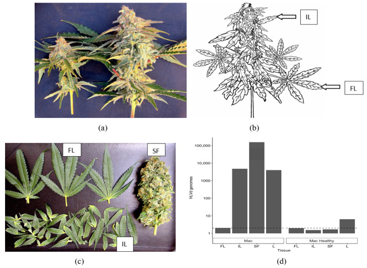 Analysis of the distribution of HLVd in cannabis inflorescence tissues and estimation of viroid genome copies by ddPCR. (a) Cannabis inflorescences of genotype ‘Mac-1’ displaying symptoms of infection due to HLVd (left) compared to an asymptomatic (healthy) inflorescence (right). (b) The terminal inflorescences were dissected and a schematic drawing shows the distribution of the various tissue types that were sampled. (c) Dissection of the fan leaves (FL) and inflorescence leaves (IL) shows the stripped inflorescence flower (SF). All dissected tissues and foliage leaves (PL) were analyzed for HLVd by ddPCR. (d) HLVd viroid genome copies seen in different inflorescences tissues shows the highest accumulation in the SF tissues. The horizontal dashed line is the detection threshold of HLVd—samples measured at or below this threshold are presumed to be HLVd-negative. HLVd measurements were normalized to the cannabis housekeeping gene EF-1α and standardized to HLVd levels in the healthy genotype PK.