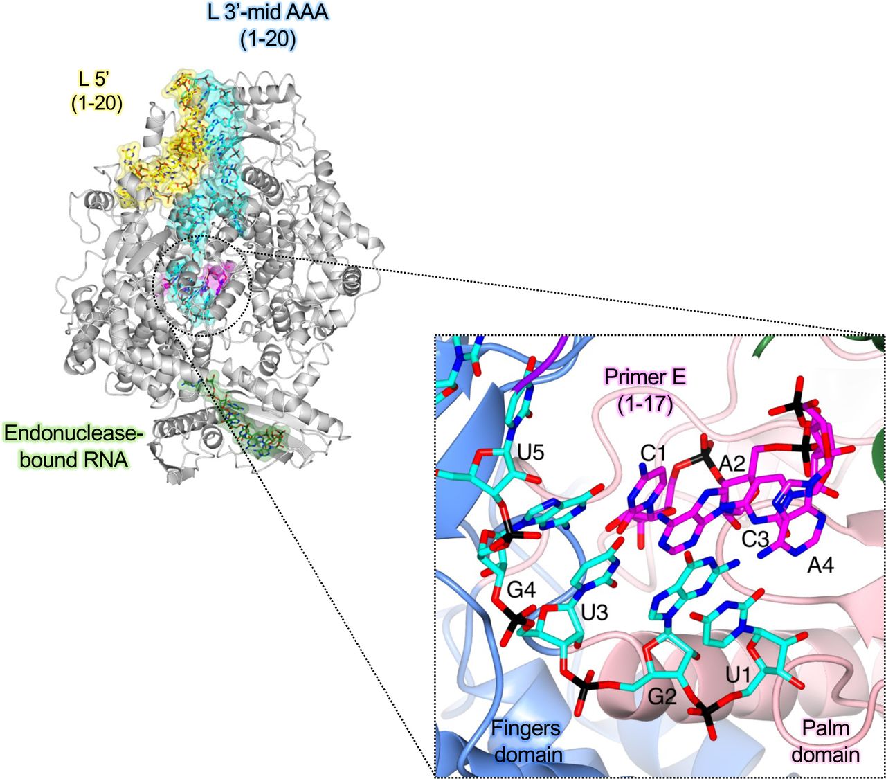 Structural insights into cap-independent primer elongation observed in vitro.(A) The SFTSV L (TRANSCRIPTION-EARLY-ELONGATION (in vitro)) is shown with bound RNAs shown as sticks with surface overlaid (30% transparency) and coloured either yellow (5’ RNA), cyan (3’ RNA), magenta (primer RNA), and sea green (endonuclease-bound RNA). A zoomed-in view of the active site in the TRANSCRIPTION-EARLY-ELONGATION (in vitro) structure is shown. Residues from the SFTSV L protein are labelled and coloured according to the assigned domain (blue for fingers domain, and coral for the palm domain). RNAs are shown as sticks and coloured as in A.