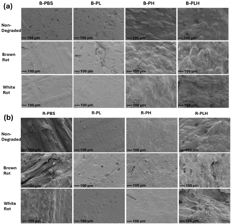 Scanning electron micrographs of original and 16 w fungal degraded (a) blended B-PBS, B-PL, B-PH, and B-PLH samples and (b) reacted R-PBS, R-PL, R-PH, and R-PLH samples.