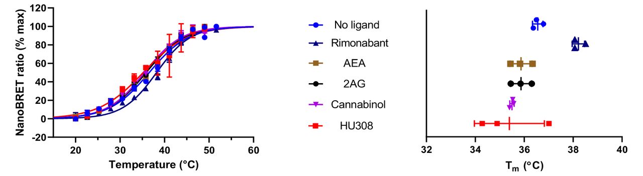 Thermostability of Nluc-CB1(91-472) solubilised in DDM/CHAPSO/CHS.Data are pooled normalised values showing the mean ± standard deviation for the number of experimental replicates evident in the far-right graph (n≥3). All ligands were present at a concentration of 20 µM.