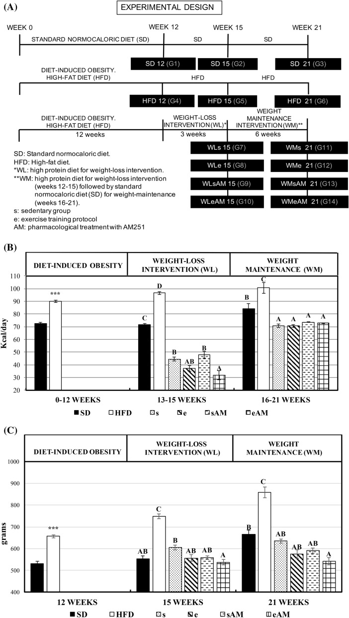 Effects of DIO and weight control interventions on caloric intake, body weight, body weight/femur length ratio, and hypothalamic gene expression of transcripts involved in the central regulation of food intake and energy balance. Six control experiments were carried out during 21 weeks using a standard rat chow diet (SD12, SD15, and SD21) or a high-fat diet to induce obesity (HFD12, HFD15, and HFD21). For intervention trials, rats were divided into 8 groups that were fed the hypercaloric diet to induce obesity for 12 weeks, followed by three weeks of intervention with a high protein diet for weight loss (WL15) combined or not with the training protocol (e or s, respectively) and the pharmacological treatment with CB1 receptor blocker AM251 (AM). The intervention period was followed by an additional 6-week weight-maintenance period of dietary treatment with a standard rat chow diet (WM21) combined or not with the training protocol (e or s, respectively) and the pharmacological treatment (AM) to maintain the weight lost during the previous intervention period of three weeks. (A) Experimental design, (B) average daily caloric intake (kcal/day) along the different experimental stages (DIO, weight-loss intervention, and weight-maintenance), (C) average body weight at the end of the different experimental stages, (D) bodyweight/ femur length ratio (g/cm2) at the end of the different experimental stages, (E) hypothalamic gene expression at the end of the weight-loss intervention and weight-maintenance stages. Results are means of eight rats ± SEM depicted by vertical bars. ***P < 0.001 in t-test (12 weeks); A,B,C means with different letters are significantly different (ANOVA treatment, P < 0.05; 15 and 21 weeks). cfos c-Fos, npy neuropeptide Y, lepr leptin receptor, hcrt orexin A, cnr1 cannabinoid receptor.